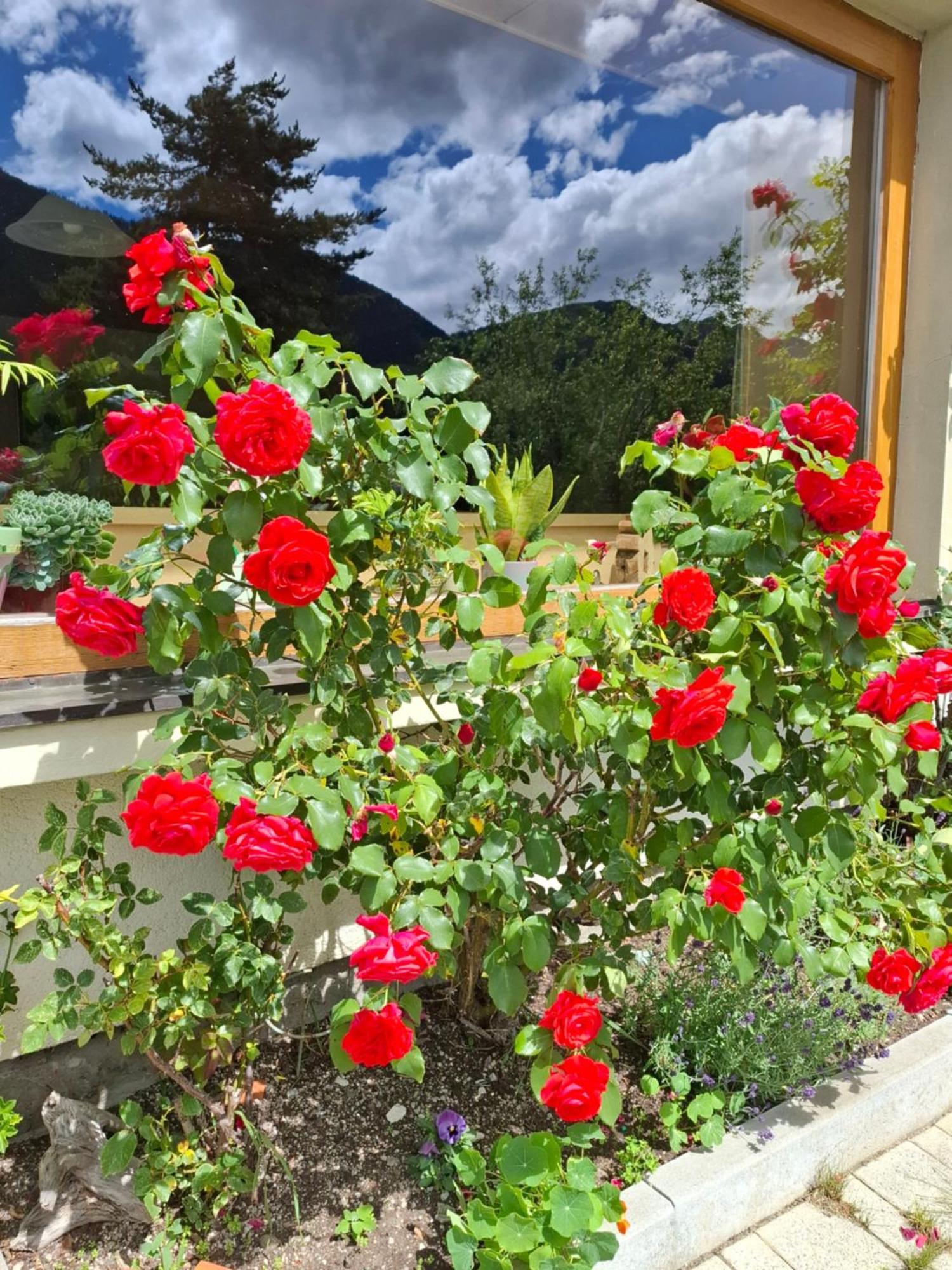 Pension Stammerhof Schladming Εξωτερικό φωτογραφία
